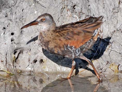 Virginia Rail