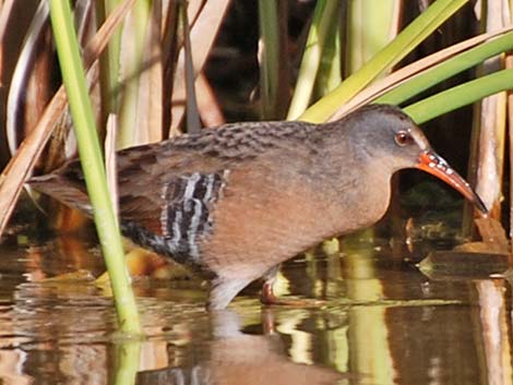 Virginia Rail (Rallus limicola)