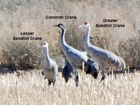 Common Crane (Grus grus)