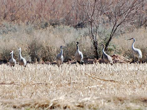 Common Crane (Grus grus)