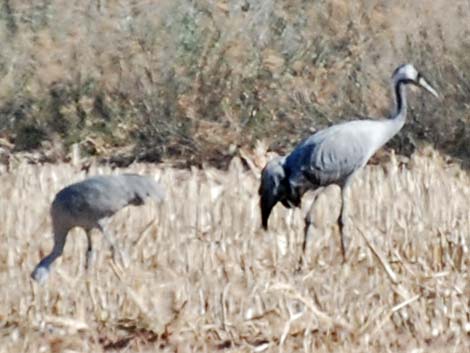 Common Crane (Grus grus)