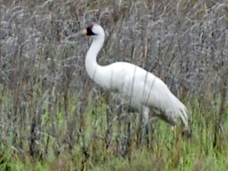 Whooping Crane (Grus americana)