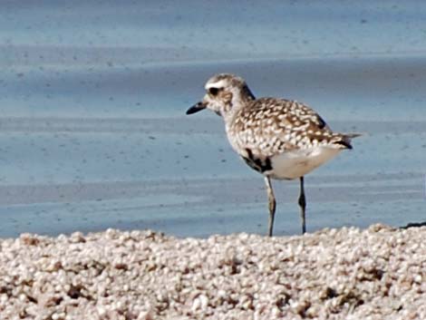 Black-bellied Plover (Pluvialis squatarola)