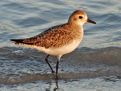 Black-bellied Plover (Pluvialis squatarola)