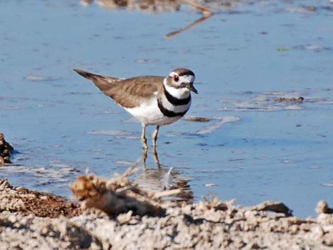 Killdeer (Charadrius vociferus)