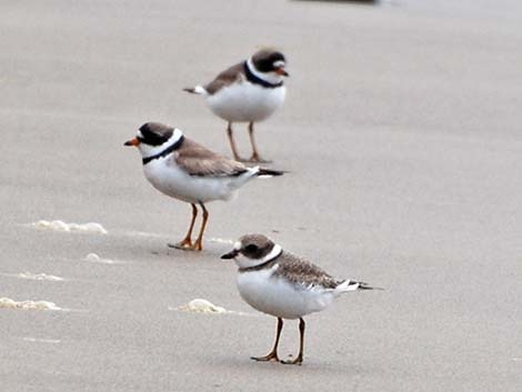 Semipalmated Plover (Charadrius semipalmatus)