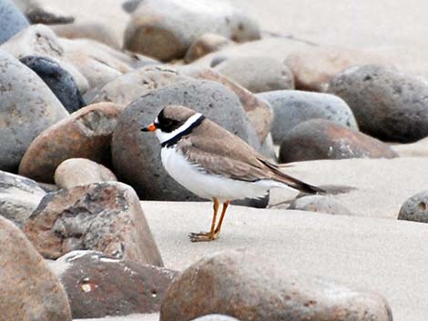 Semipalmated Plover (Charadrius semipalmatus)