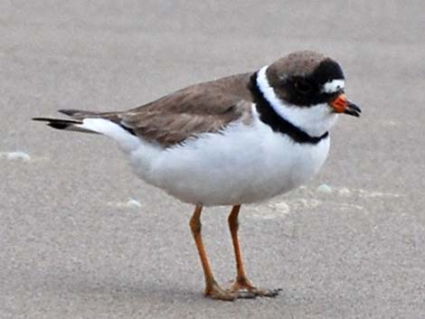 Semipalmated Plover (Charadrius semipalmatus)