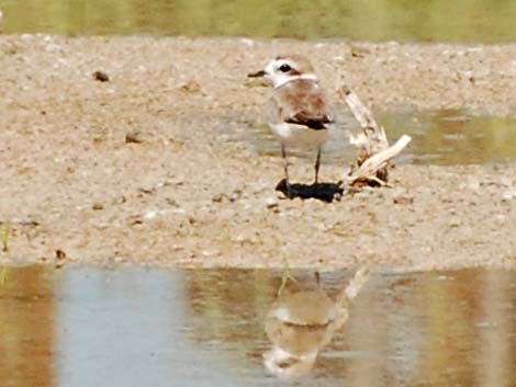 Snowy Plover (Charadrius nivosus)