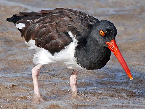 American Oystercatcher (Haematopus palliatus)