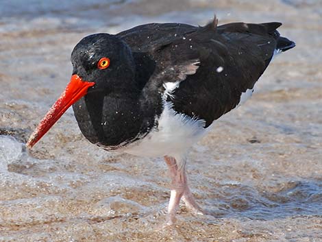 American Oystercatcher (Haematopus palliatus)