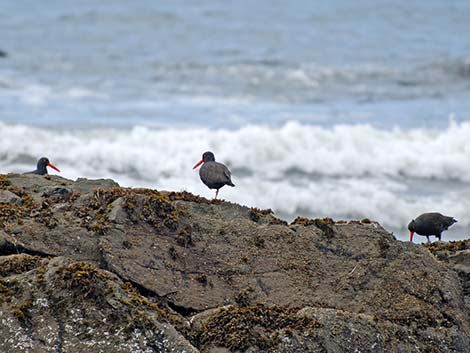 Black Oystercatcher (Haematopus bachmani)