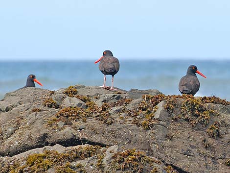 Black Oystercatcher (Haematopus bachmani)