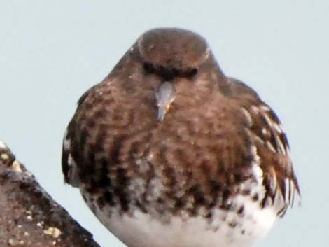 Black Turnstone (Arenaria melanocephala)