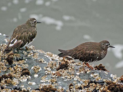 Black Turnstone (Arenaria melanocephala)