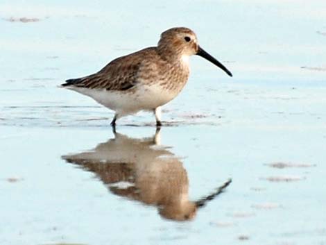 Dunlin (Calidris alpina)