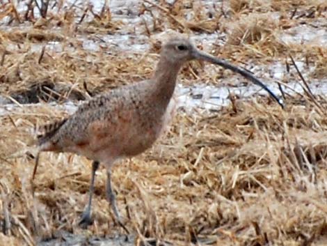 Long-billed Curlew (Numenius americanus)