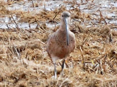 Long-billed Curlew (Numenius americanus)