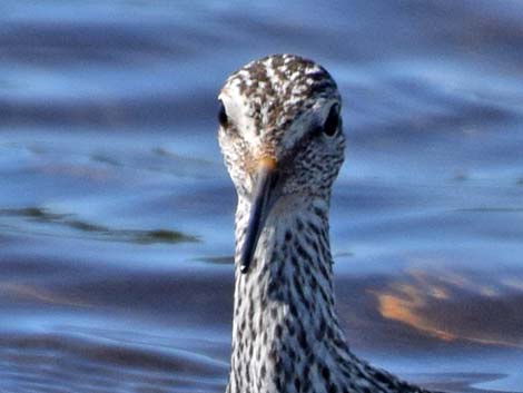 Lesser Yellowlegs (Tringa flavipes)