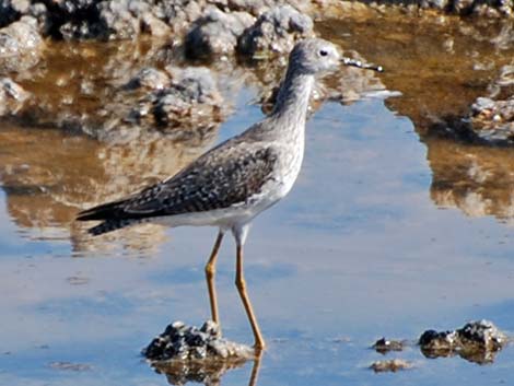 Lesser Yellowlegs (Tringa flavipes)