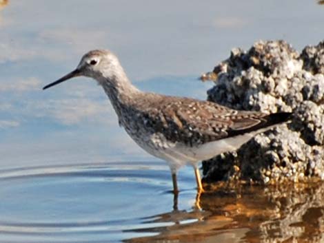 Lesser Yellowlegs (Tringa flavipes)