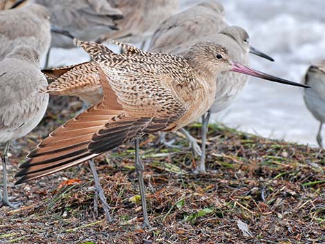 Marbled Godwit (Limosa fedoa)