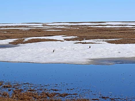 Pectoral Sandpiper (Calidris melanotos)