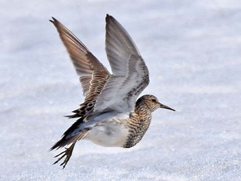 Pectoral Sandpiper (Calidris melanotos)