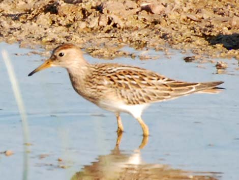 Pectoral Sandpiper (Calidris melanotos)