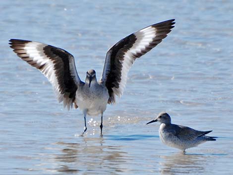 Red Knot (Calidris canutus)