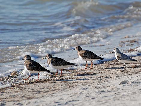 Ruddy Turnstone (Arenaria interpres)