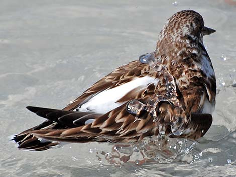 Ruddy Turnstone (Arenaria interpres)