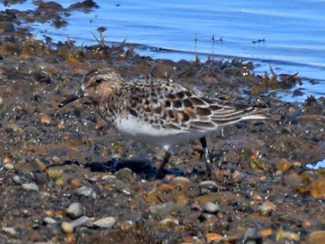 Sanderling (Calidris alba)