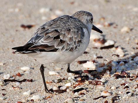 Sanderling (Calidris alba)