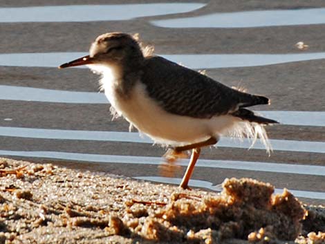 Spotted Sandpiper (Actitis macularius)