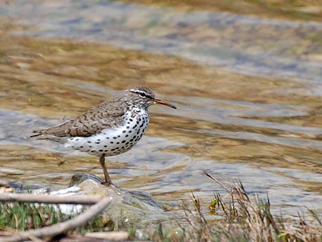 Spotted Sandpiper (Actitis macularius)