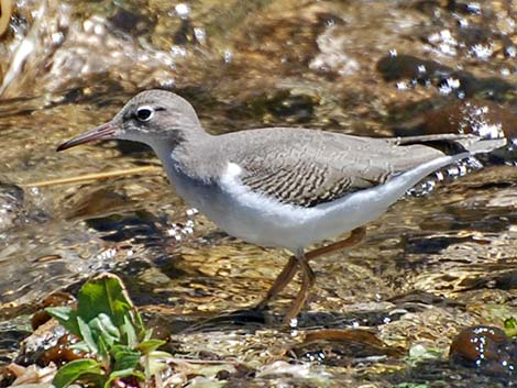 Spotted Sandpiper (Actitis macularius)