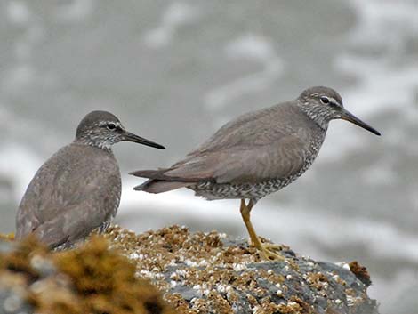 Wandering Tattler (Heteroscelus incanus)