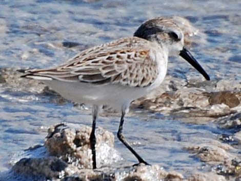 Western Sandpiper (Calidris mauri)