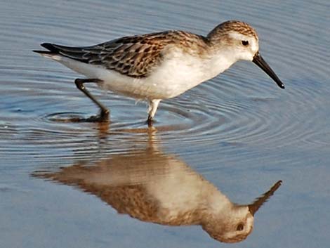 Western Sandpiper (Calidris mauri)