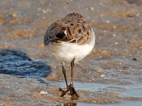 Western Sandpiper (Calidris mauri)