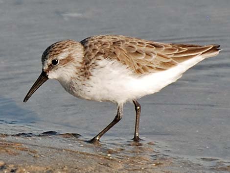 Western Sandpiper (Calidris mauri)