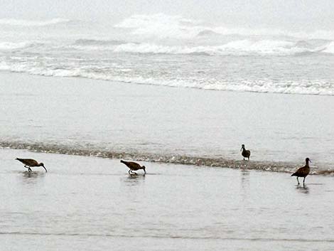 Whimbrel (Numenius phaeopus)