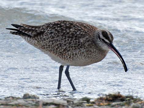 Whimbrel (Numenius phaeopus)