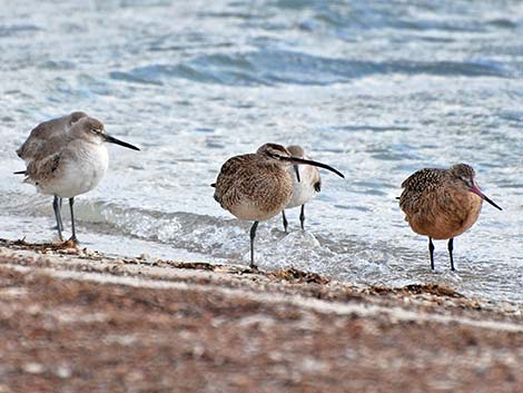 Whimbrel (Numenius phaeopus)