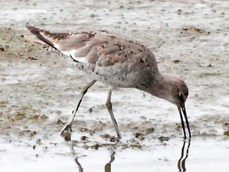 Willet (Catoptrophorus semipalmatus)