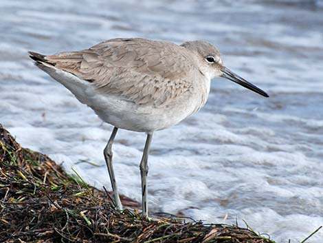 Willet (Catoptrophorus semipalmatus)