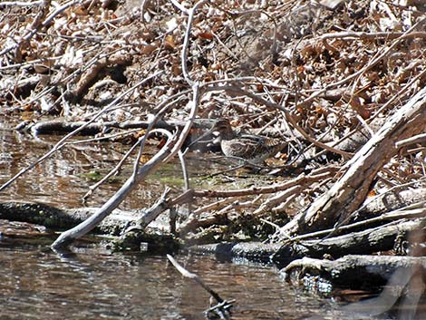 Wilson's Snipe (Gallinago delicata)