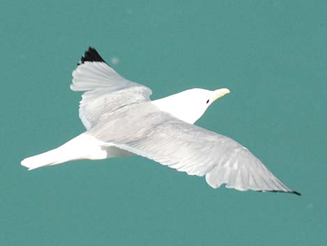 Black-legged Kittiwake (Rissa tridactyla)