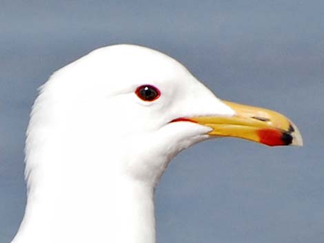 California Gull (Larus californicus)